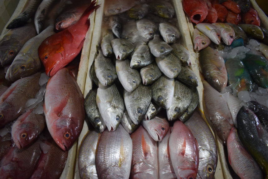 Array of raw fish at Jimbaran Fish Market