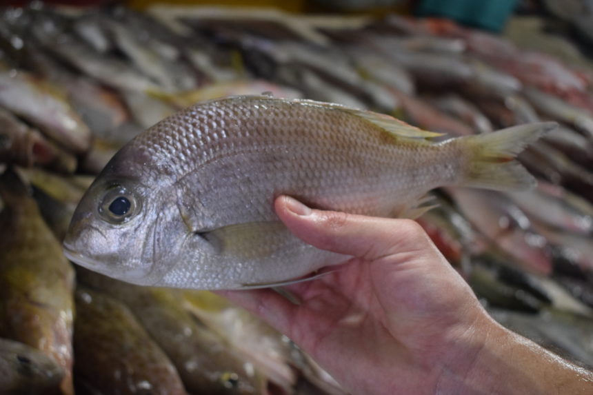 checking raw white snapper for freshness at the market