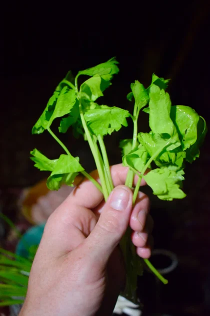 A photo of chinese celery